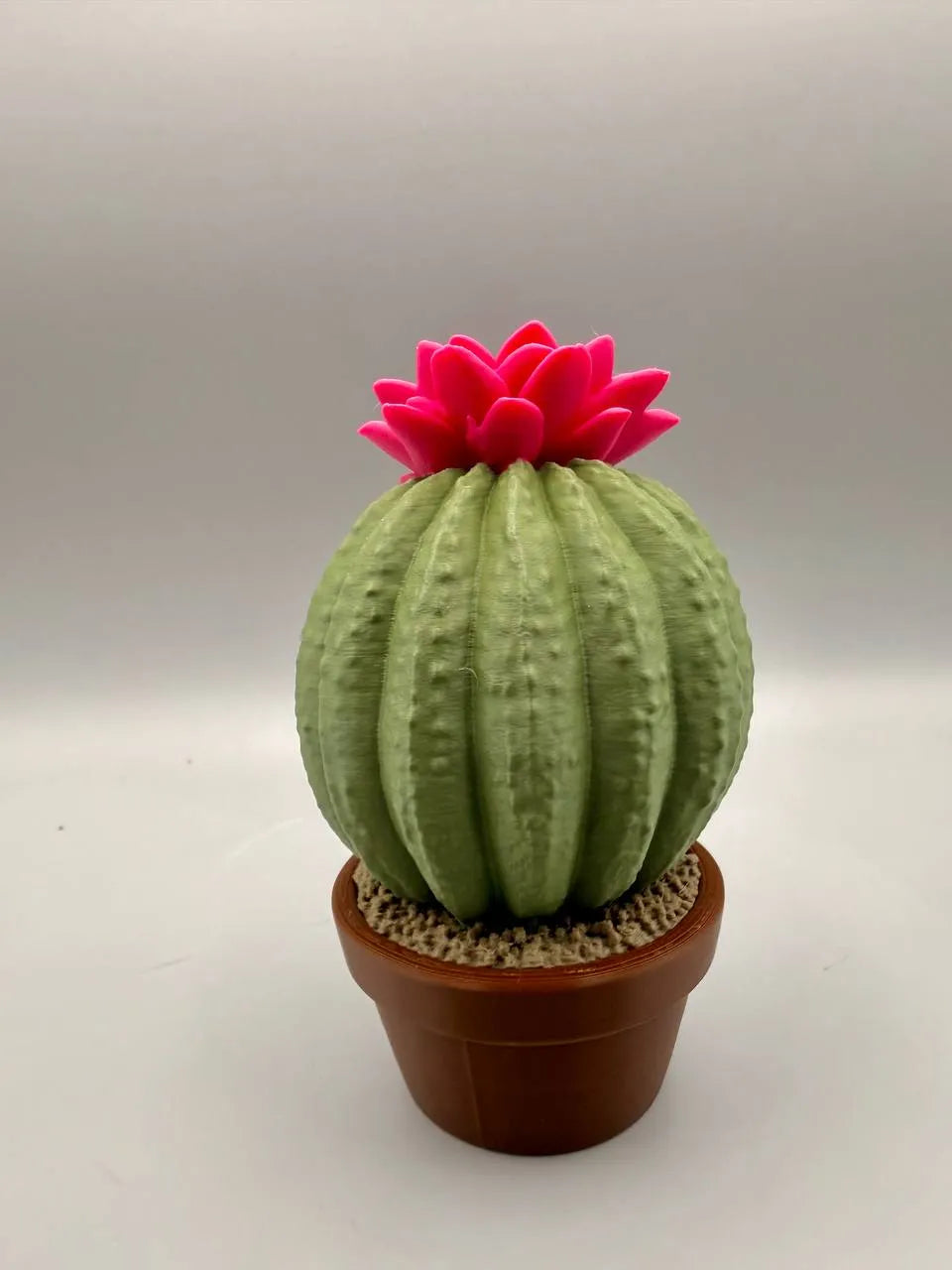 Grumpy Cactus